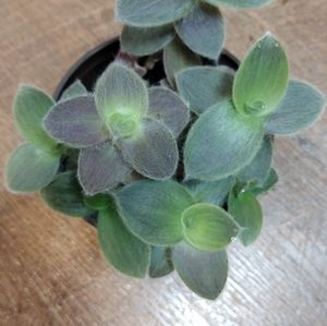 Pale Puma Tradescantia